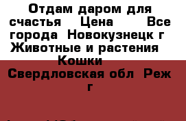 Отдам даром для счастья. › Цена ­ 1 - Все города, Новокузнецк г. Животные и растения » Кошки   . Свердловская обл.,Реж г.